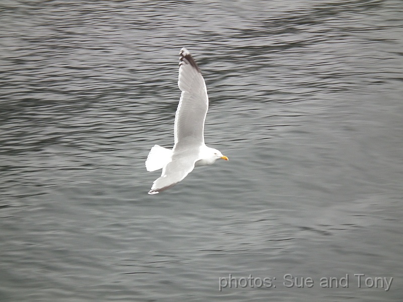 day9 0090.jpg - there were plenty of gulls